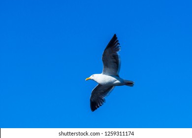 California Gull Flying In The Blue Sky