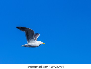 California Gull Flying In The Blue Sky