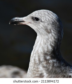 California Gull Taking A Break