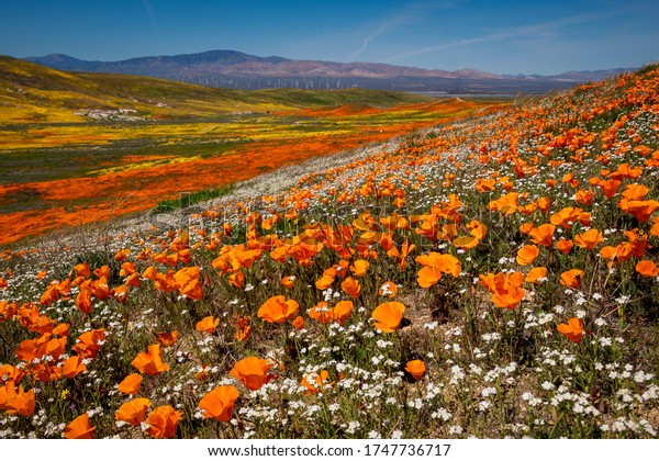 California iconic poppy field: Antelope Valley\
California Poppy Reserve State Natural Reserve, the wildflower\
bloom generally occurs from mid-March through April The orange and\
yellow California\
poppy