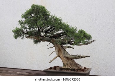 A California Juniper Bonsai Tree.