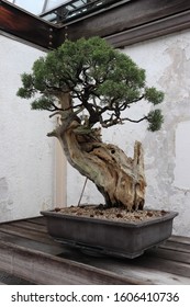 A California Juniper Bonsai Tree.