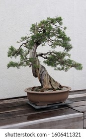 A California Juniper Bonsai Tree.