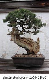 A California Juniper Bonsai Tree.