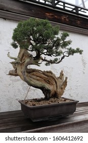 A California Juniper Bonsai Tree.