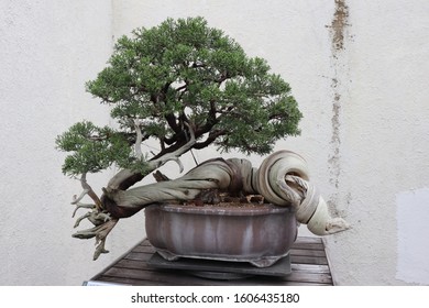 A California Juniper Bonsai Tree.