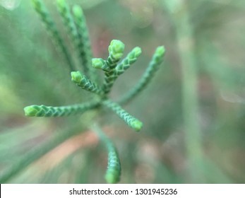 California Juniper Close Up