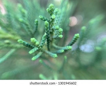 California Juniper Close Up