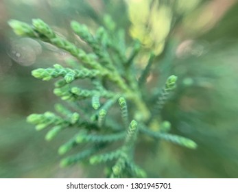 California Juniper Close Up