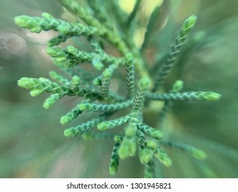 California Juniper Close Up