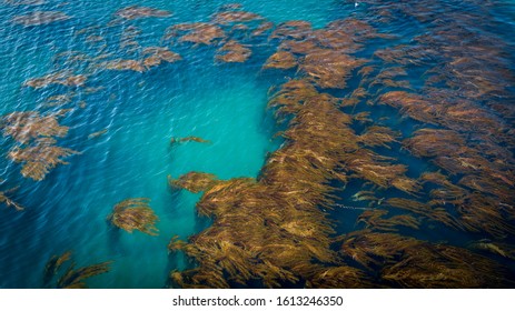 California Kelp From Above Blue Water