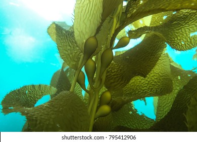 California Kelp Forest