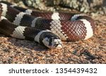 California Kingsnake (Lampropeltis californiae)
