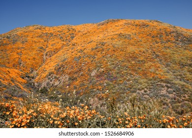 California Lake Elsinore Poppy Super Bloom.