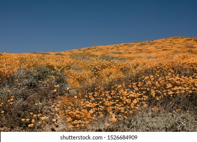 California Lake Elsinore Poppy Super Bloom.