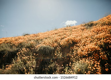 California Lake Elsinore Poppy Super Bloom.