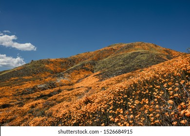 California Lake Elsinore Poppy Super Bloom.