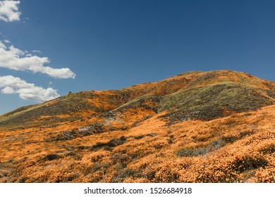 California Lake Elsinore Poppy Super Bloom.