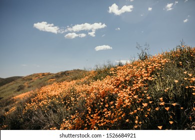 California Lake Elsinore Poppy Super Bloom.