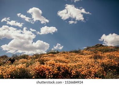 California Lake Elsinore Poppy Super Bloom.