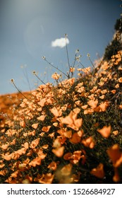 California Lake Elsinore Poppy Super Bloom.