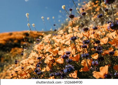 California Lake Elsinore Poppy Super Bloom.