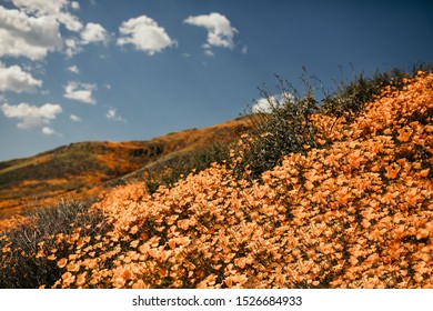 California Lake Elsinore Poppy Super Bloom.