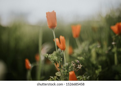 California Lake Elsinore Poppy Super Bloom.