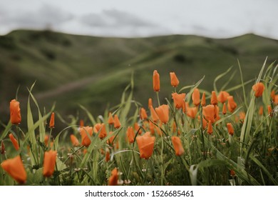 California Lake Elsinore Poppy Super Bloom.