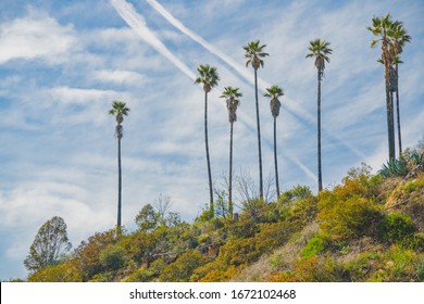 california landscape. Palm trees and beautiful sky background. View from Hollywood Hills