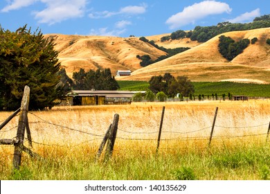 California Landscape With Rolling Golden Hills, Oak Trees And Green Vineyards.  Location: Wine Country Region Of Sonoma And Napa Valley.