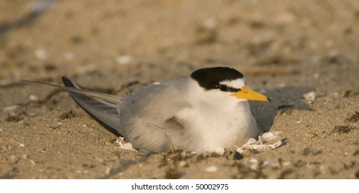 California Least Tern At Bolsa Chica Wetlands