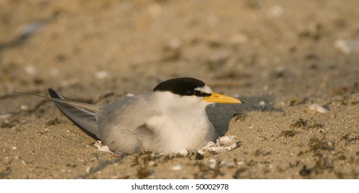 California Least Tern At Bolsa Chica Wetlands