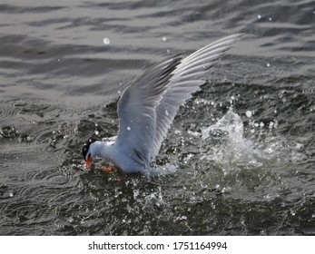 California Least Tern Dives In The Shallow Water For Food