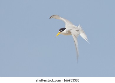 California Least Tern, Sternula Antillarum Browni, In Flight