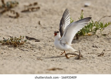 California Least Tern, Sternula Antillarum Browni