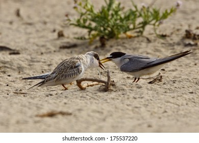 California Least Tern, Sternula Antillarum Browni