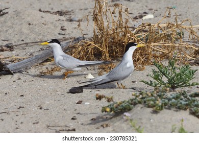 California Least Tern, Sternula Antillarum Browni