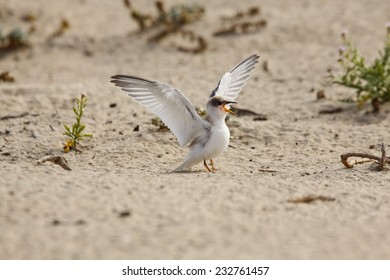 California Least Tern, Sternula Antillarum Browni