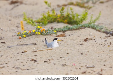 California Least Tern, Sternula Antillarum Browni, An Endangered Subspecies