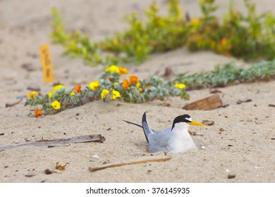 California Least Tern, Sternula Antillarum Browni, An Endangered Subspecies