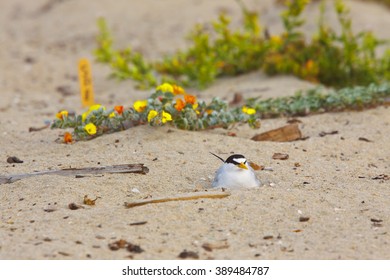 California Least Tern, Sternula Antillarum Browni, An Endangered Subspecies