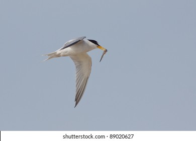 California Least Tern, Sternula Antillarum Browni, In Flight