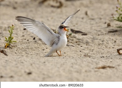 California Least Tern, Sternula Antillarum Browni