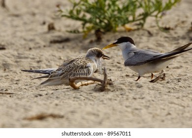 California Least Tern, Sternula Antillarum Browni