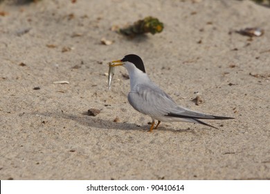 California Least Tern, Sternula Antillarum Browni