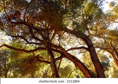 California Live Oak In Carmel Valley