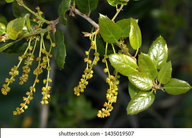 California live oak, Coast live oak, Quercus agrifolia with male inflorescence, California native evergreen tree with often spiny toothed leaves and yellow male flowers in pendulous catkins.