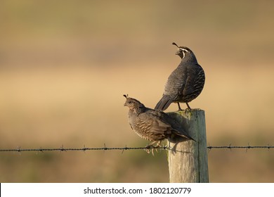 California Male and Female Quail in Early Morning Light