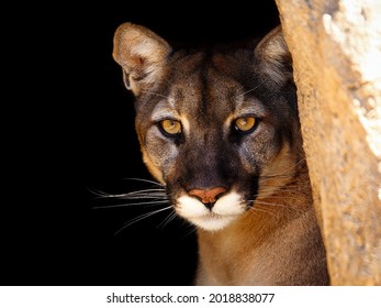 A California Mountain Lion Peering Out Of His Home To Check Me Out